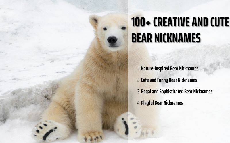 A list of creative and cute bear nicknames from Sprout Names.