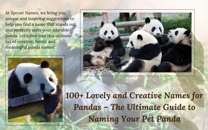 A cuddly panda with creative and adorable name suggestions by Sprout Names.