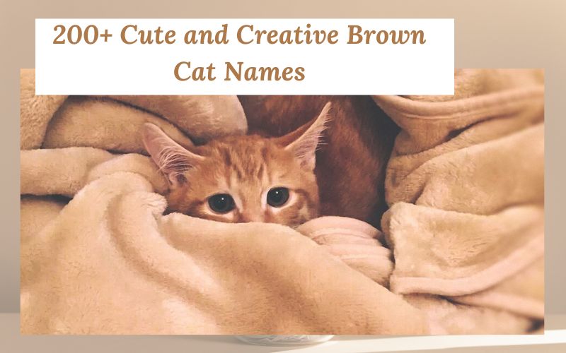 A collection of unique brown cat names inspired by Sprout Names.