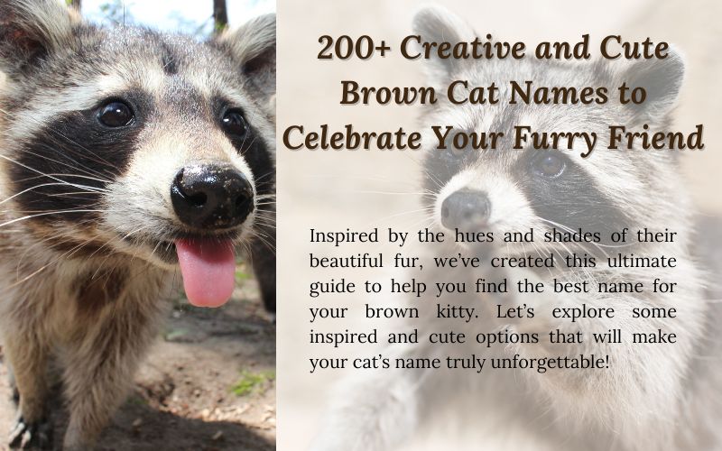 A playful raccoon with a list of creative and cute name ideas from Sprout Names.