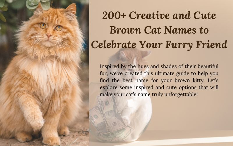 A brown cat with a cozy vibe, representing creative brown cat names inspired by Sprout Names.