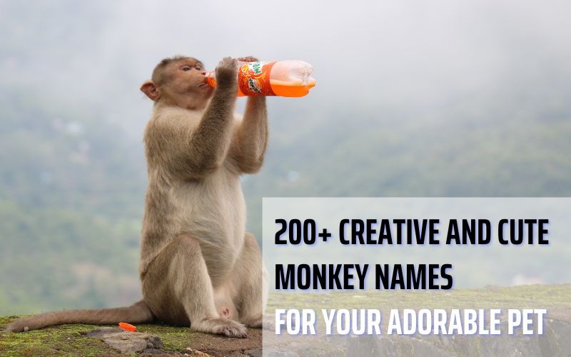 A cute monkey sitting on a branch with the caption "Creative Monkey Names from Sprout Names."