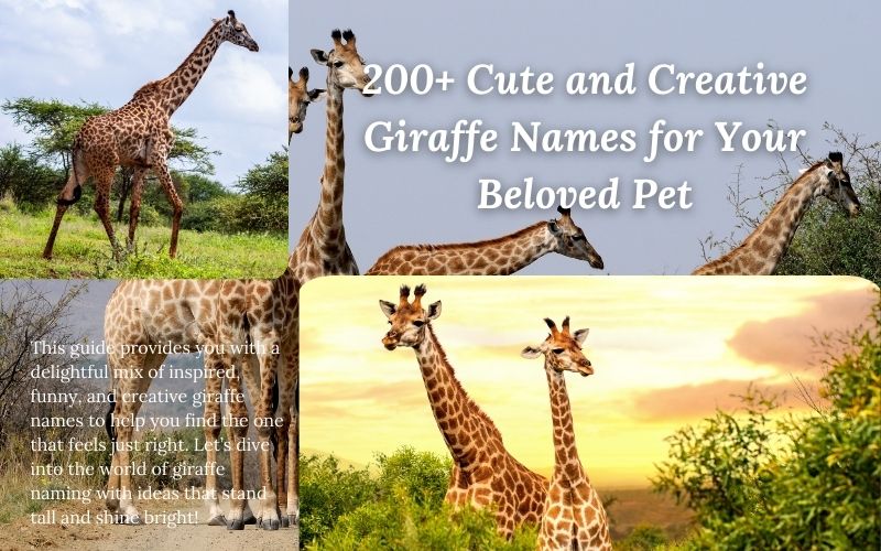 A playful giraffe with a list of creative and cute giraffe names from Sprout Names.