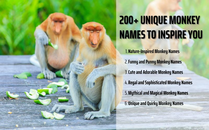 A collection of unique monkey names displayed in a creative design.