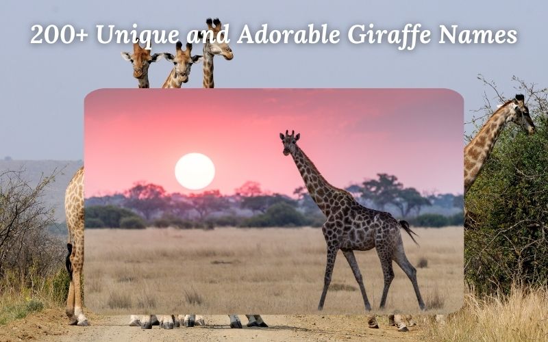 a giraffes walking in a field