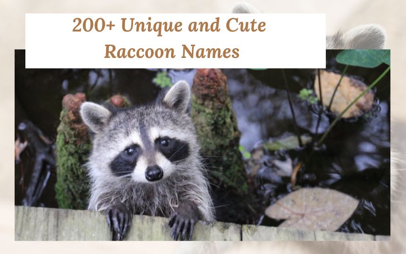 A raccoon surrounded by flower names and nature-inspired elements.