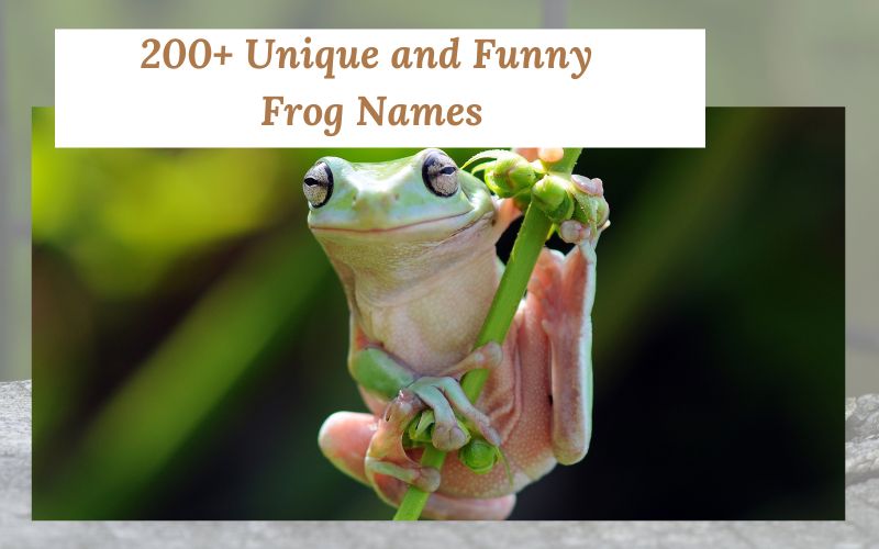 A variety of frogs in vibrant habitats with unique names.