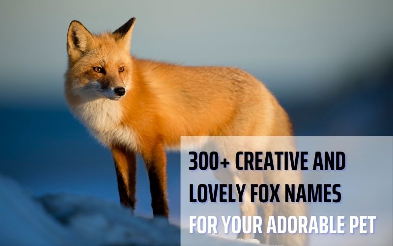 A charming red fox with creative and unique name ideas from Sprout Names.