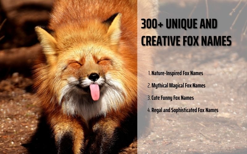 A compilation of unique fox names tailored to different personalities.