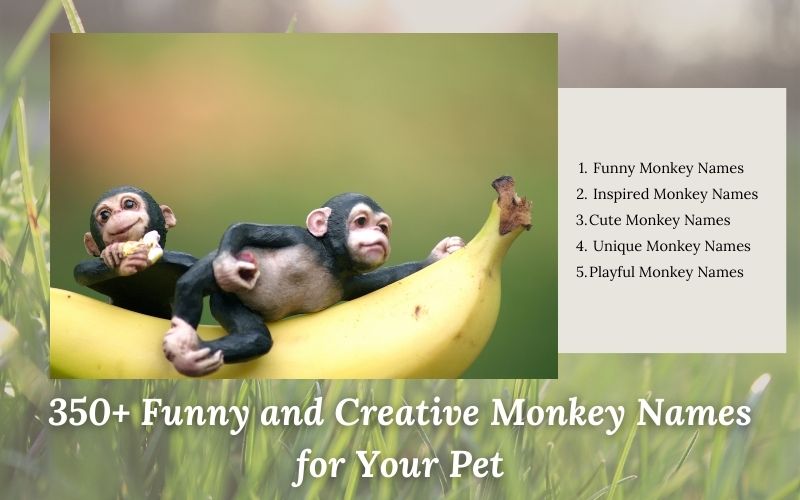 A playful monkey showcasing funny and creative monkey names for cheeky pets.