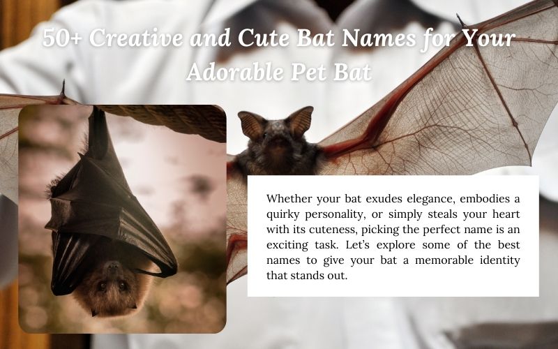 A playful pet bat with creative and cute bat names, including sprout names.