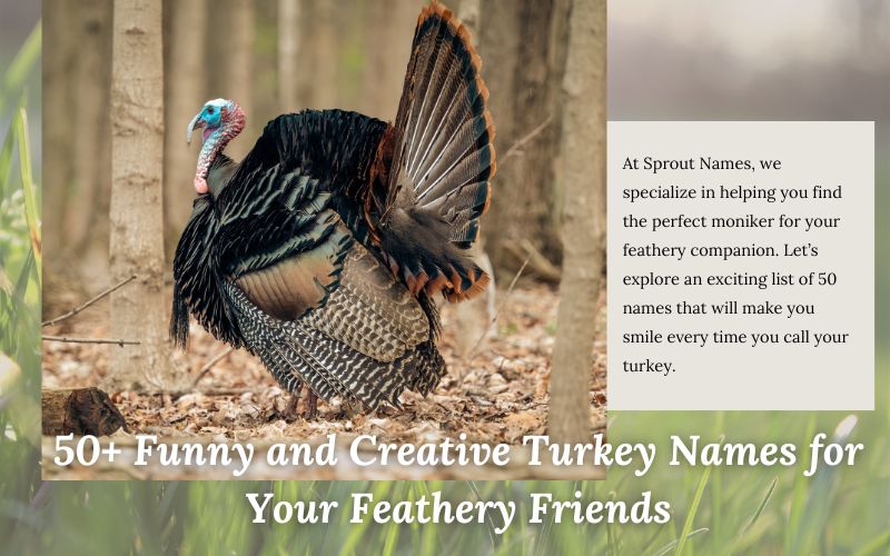 A turkey with colorful feathers and a fun name tag, representing unique turkey names.