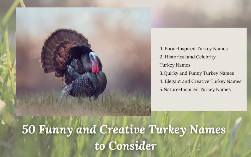 A list of turkey names with categories like funny, creative, and nature-inspired.