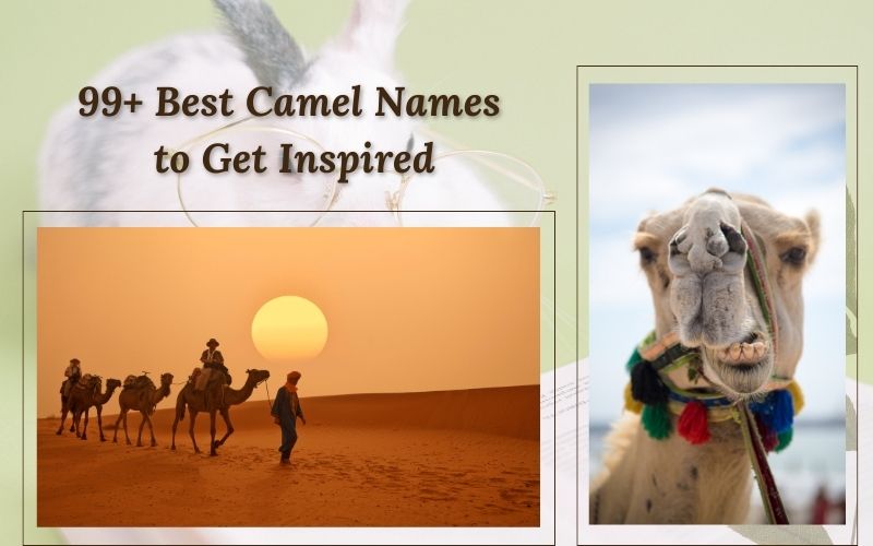  A collection of creative and funny camel names matched to different personalities.