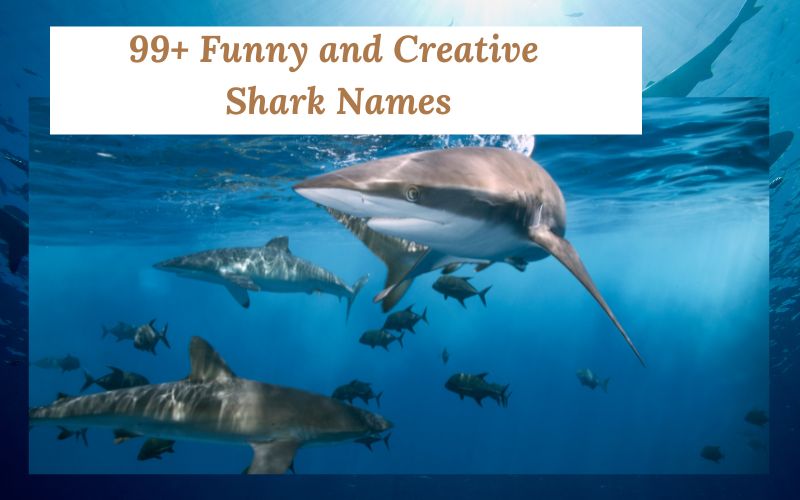 A list of shark names paired with creative ideas from Sprout Names.