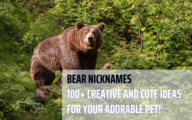 A cute brown bear with creative nickname ideas from Sprout Names.