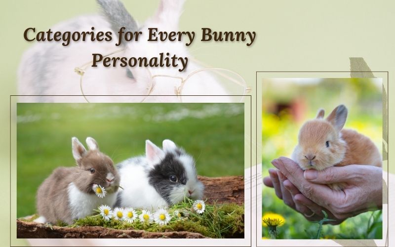 Categories of rabbit names from Sprout Names to match bunny personalities.