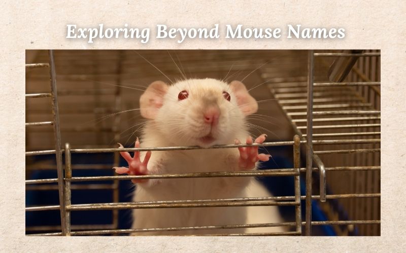 Mouse exploring, symbolizing the search for Mouse Names and Sqrout Names.