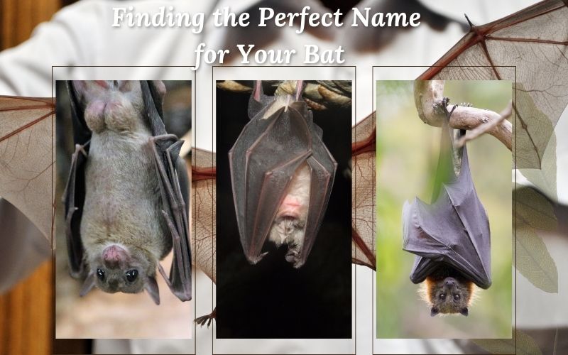  A bat surrounded by sprout-inspired name tags.