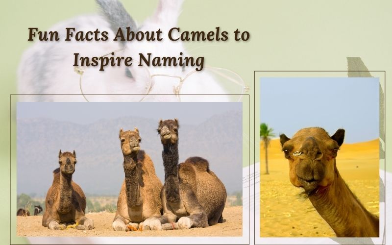 A camel drinking water, inspiring creative camel names like “Hydro Hero.”