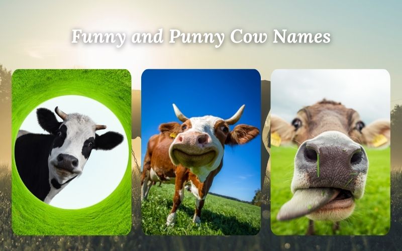 A playful cow with a humorous expression, perfect for punny names.