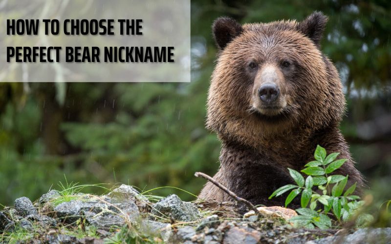 A pet owner choosing a nickname for their bear with Sprout Names.