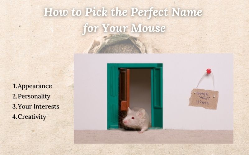  A thoughtful pet owner choosing a name for their mouse, focusing on MouseNames.