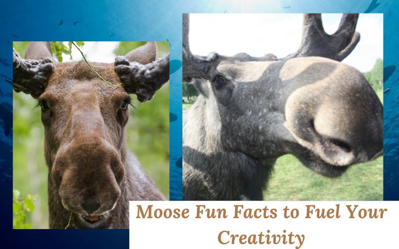 Moose exploring water plants, showcasing its natural traits for name ideas.