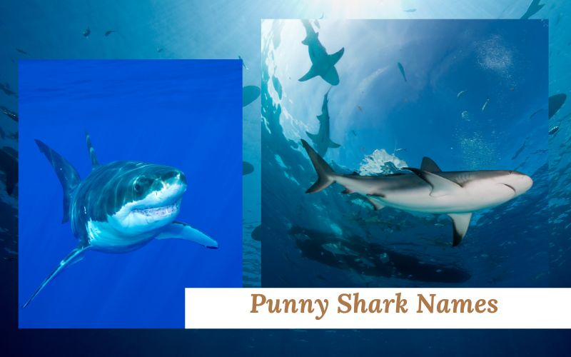  A collection of punny shark names like "Sharkitect" and "Fincredible," with matching Sqrout Names.