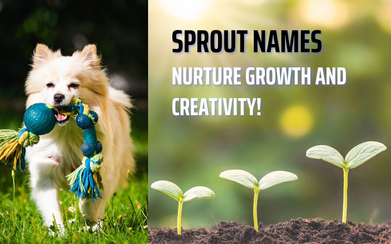 Sprout Names – Nurture Growth and Creativity with unique name ideas for projects, pets, and more