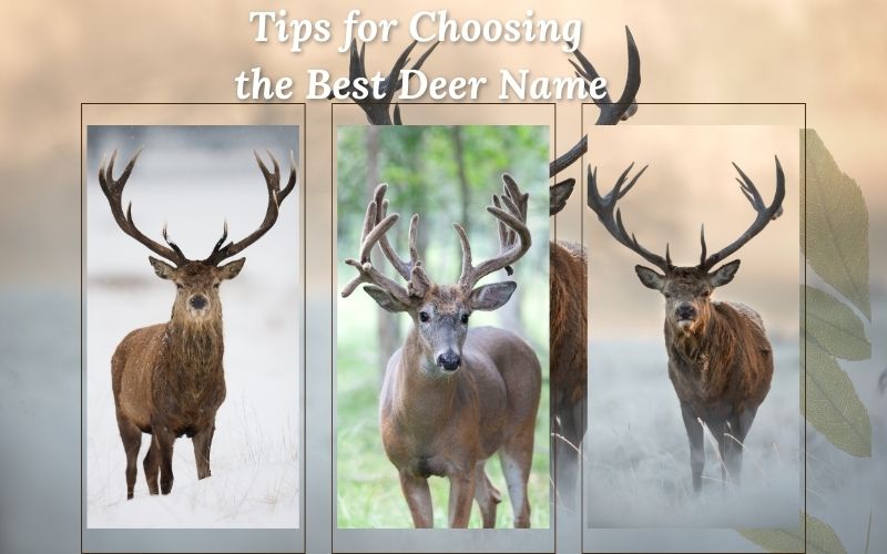 A thoughtful pet owner observing their deer for name inspiration.