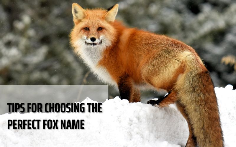 A thoughtful fox, perfect for finding its ideal name.