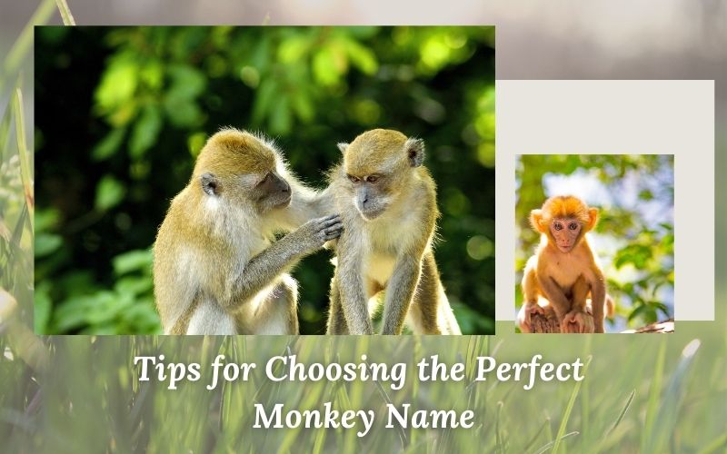 A monkey looking thoughtful, symbolizing the process of choosing the perfect name.