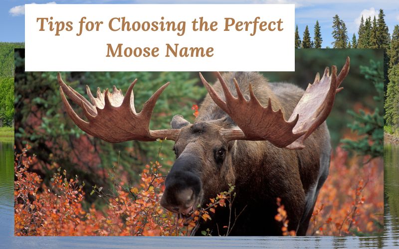 A moose in a playful pose with a thought bubble for name ideas.