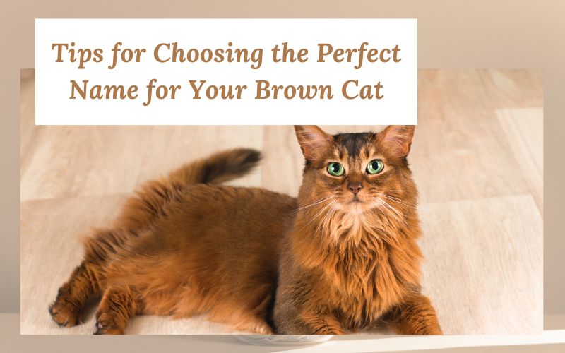 A brown cat with a thoughtful name selection process.