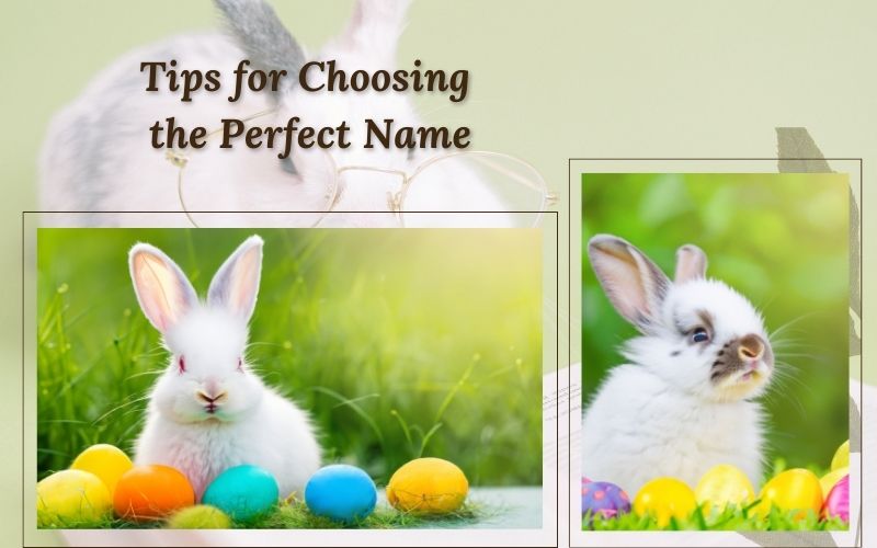 Tips from Sprout Names on selecting the perfect rabbit name.