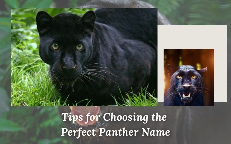 A person brainstorming ideas for the perfect panther name with Sprout Names.