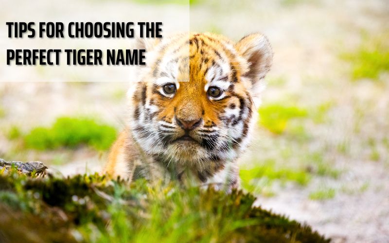 A tiger with a thoughtful expression, symbolizing the process of choosing a name.