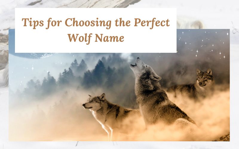  A thoughtful wolf gazing into the horizon, symbolizing the process of name selection.