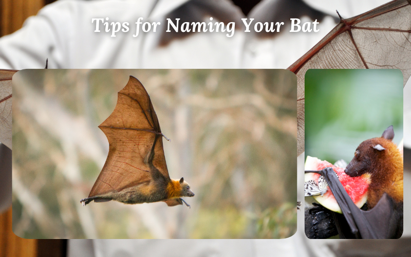 A guide to choosing sprout-inspired bat names.