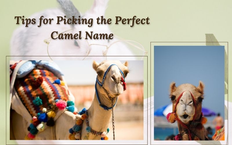  A camel owner bonding with their pet after choosing a perfect name.