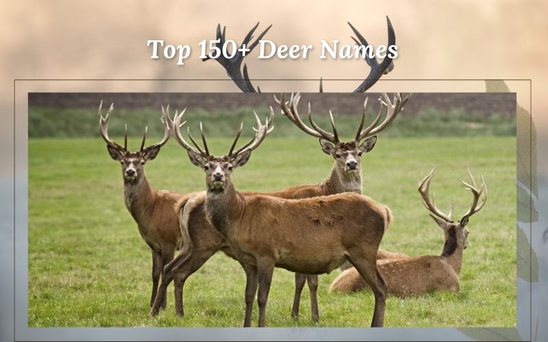 A playful deer surrounded by a list of the top 150 deer names for pet animals.