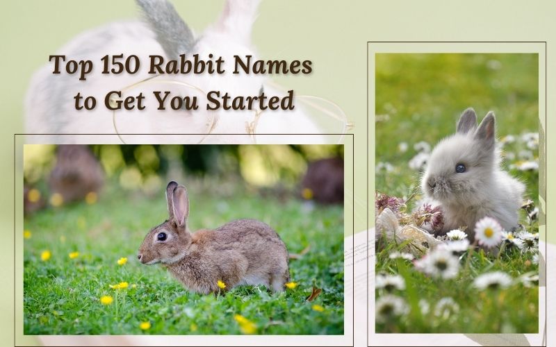 A chart of 150 top rabbit names from Sprout Names for every bunny personality.