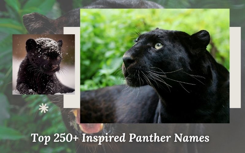 A stunning black panther resting in the wild, surrounded by lush greenery.