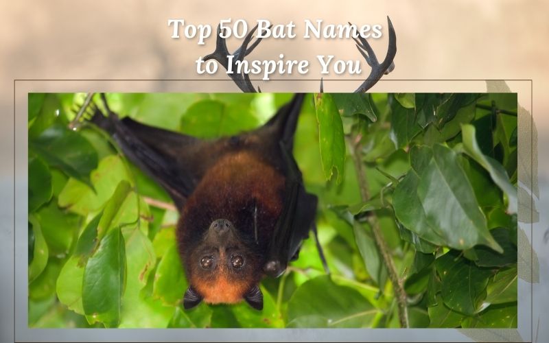 A creative list of bat names with sprout names inspiration for your pet bat.