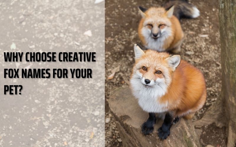 A playful fox enjoying the outdoors with its unique name from Sprout Names.