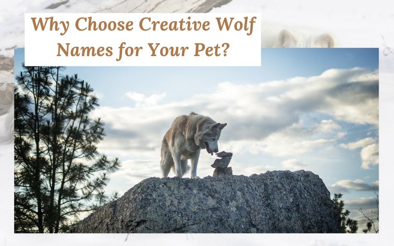 A playful wolf pup representing the importance of choosing a creative name.