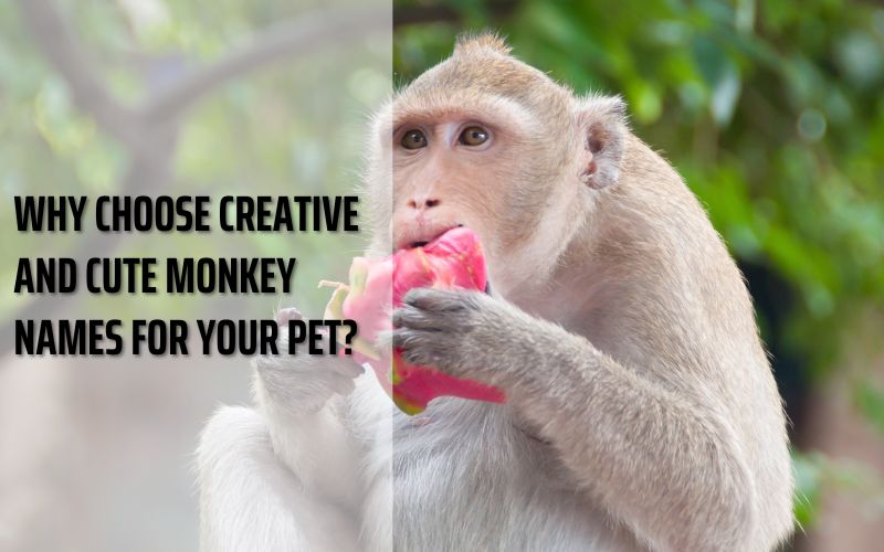 A playful monkey swinging from a tree branch.