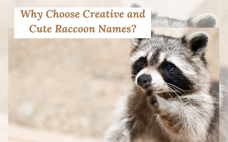 A raccoon in a cozy setting, representing the joy of choosing a cute name.