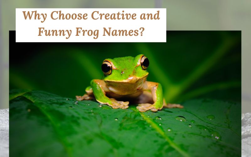 A playful frog showcasing personality with a unique name idea from Sprout Names.